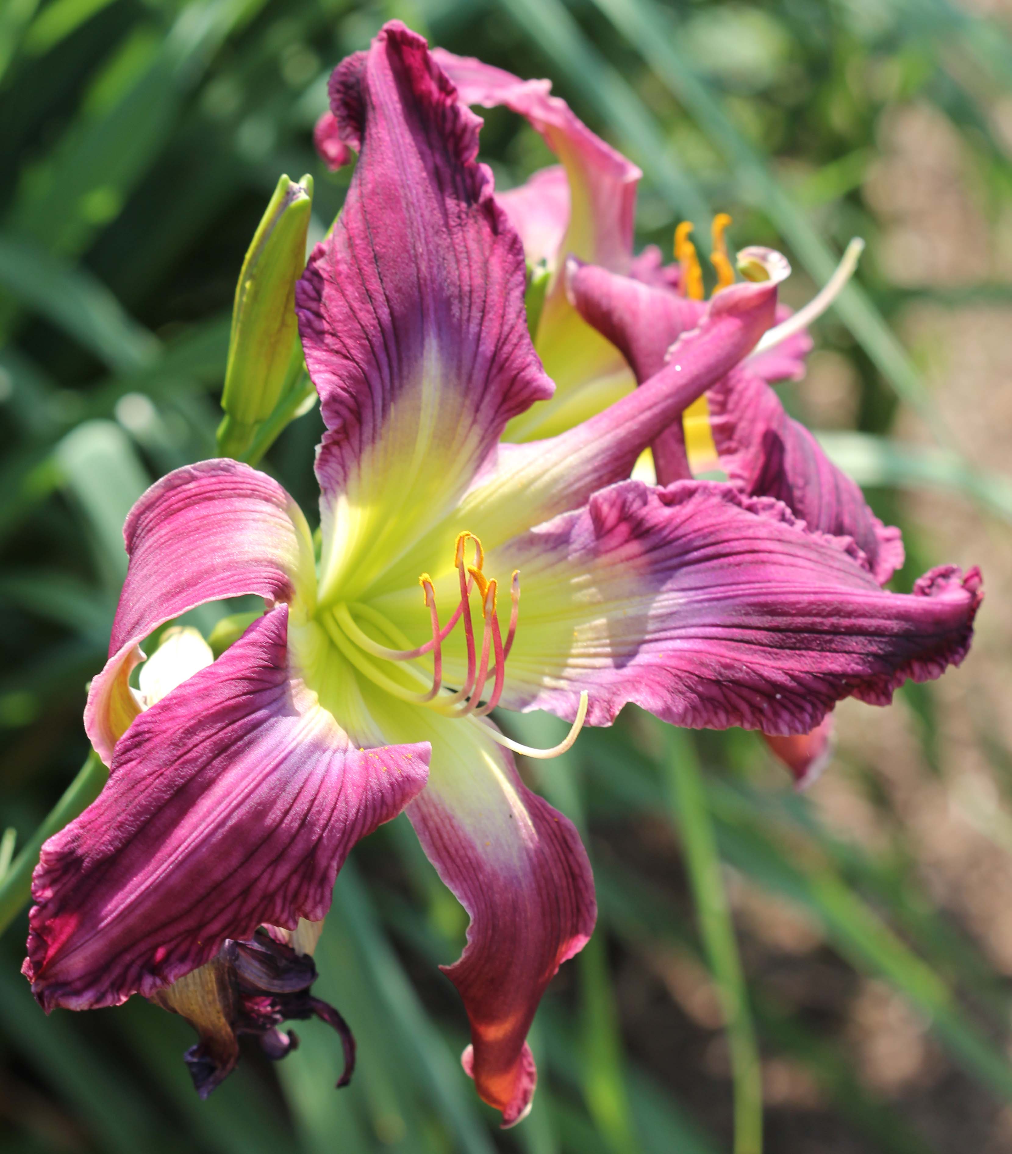 Orchid Moonrise